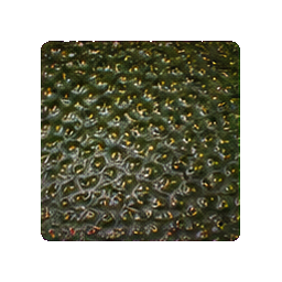 Avocados — surface study