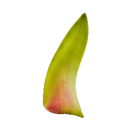 Dragon Fruit — botanical detail
