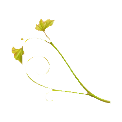 Grapes — botanical detail