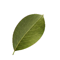 Pears — botanical detail